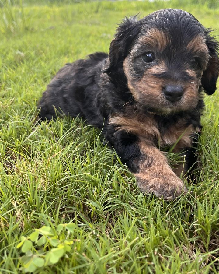 Andy, a black and tan Mini Bernedoodle puppy lying in the grass