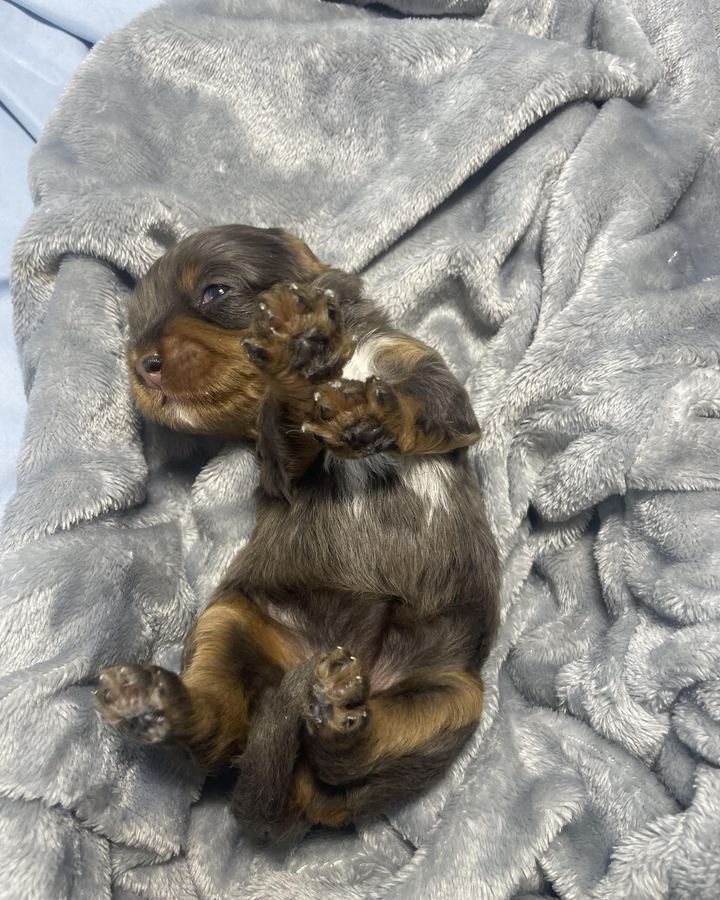 Bonnie, a merle Mini Bernedoodle puppy