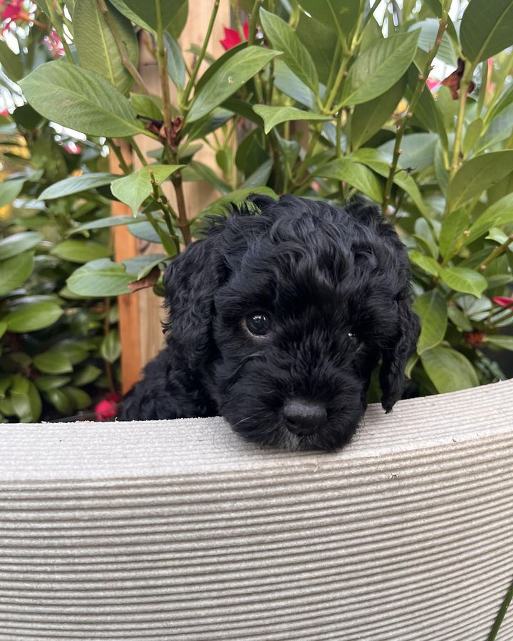 Jessie, a curly black Mini Bernedoodle puppy