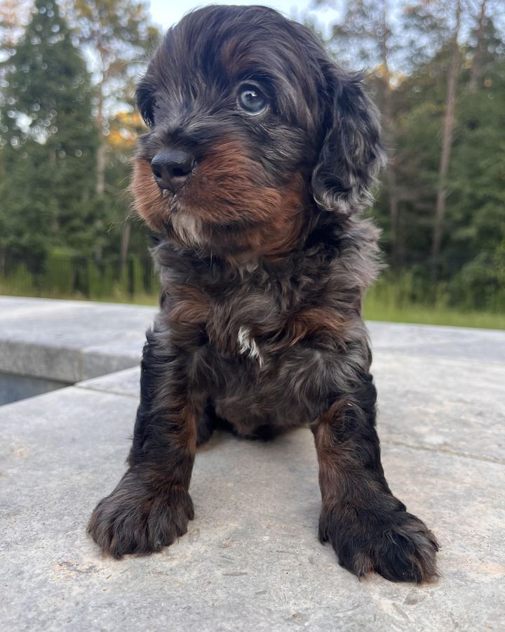 Rex, a merle Mini Bernedoodle puppy
