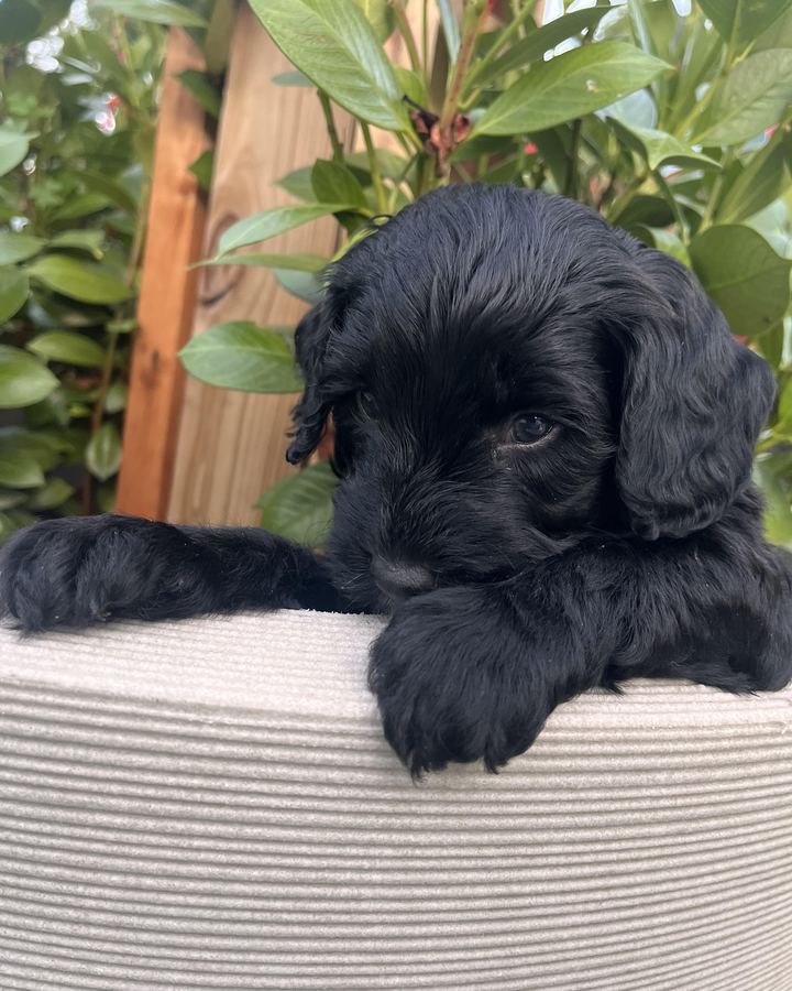 Woody, a black Mini Bernedoodle puppy