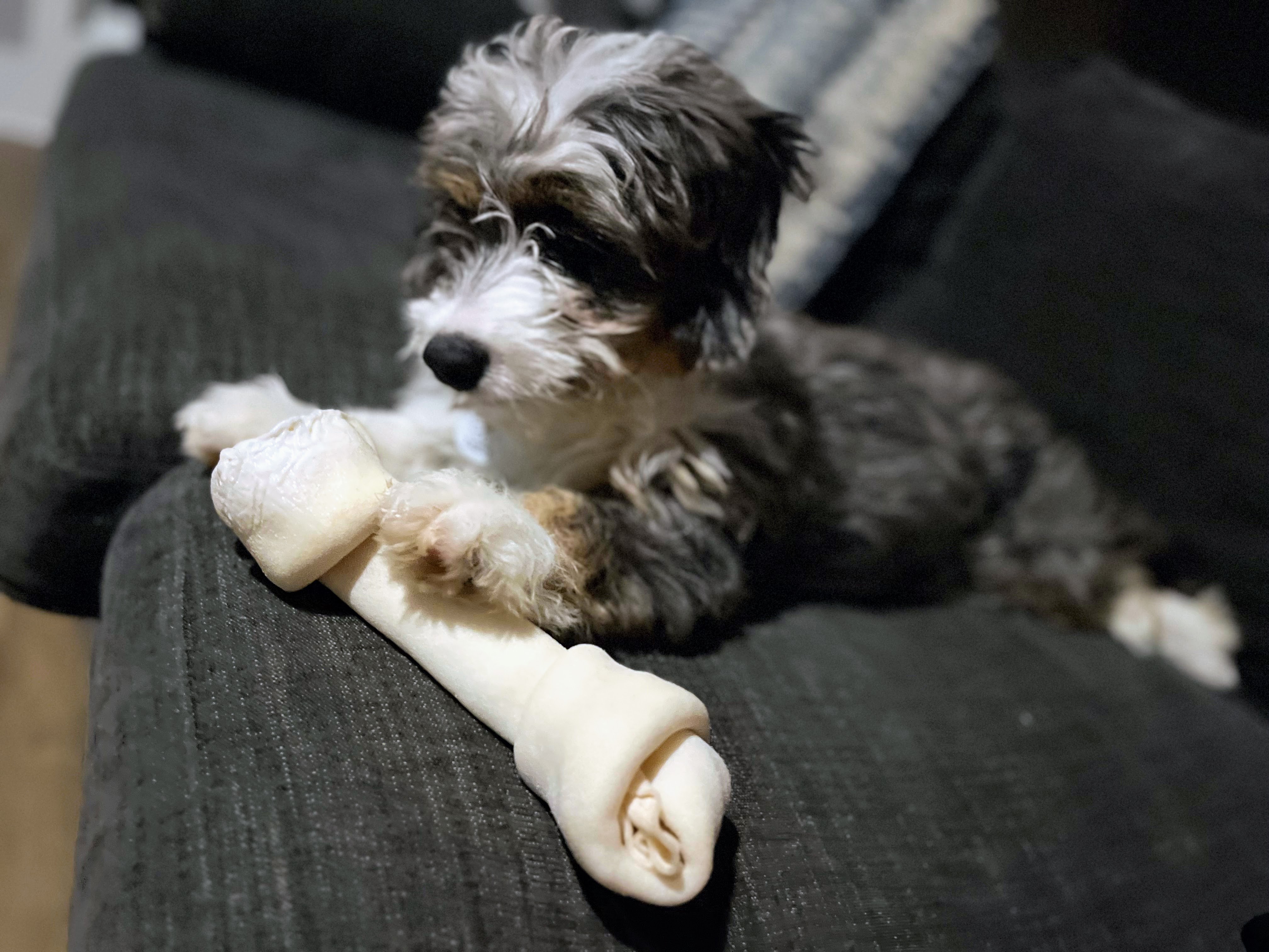 Daisy the Bernedoodle